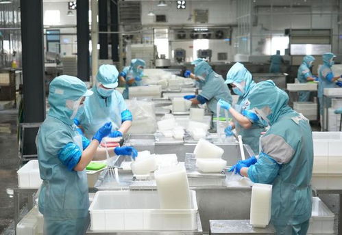 樂陵 小魔芋撬動大市場，小食品生產線展現產業新活力